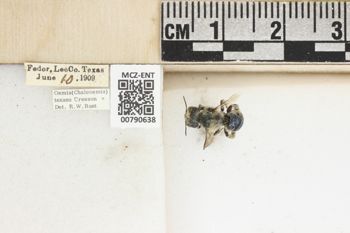 Media type: image;   Entomology 790638 Aspect: Labels
